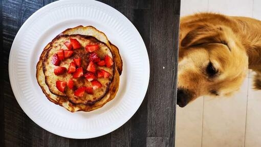 Are pancakes 2025 bad for dogs